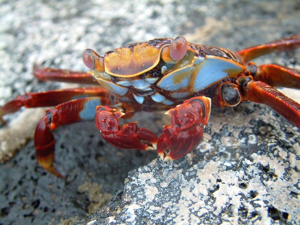 06-Sally Lightfoot Crab.jpg - Sally Lightfoot Crab